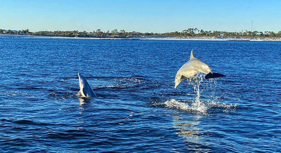 Dolphin Spotting