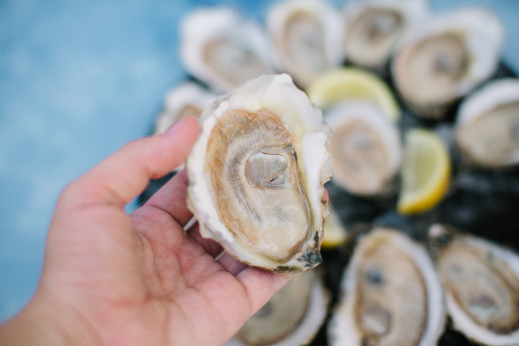 Oyster English Blog New Site Updates