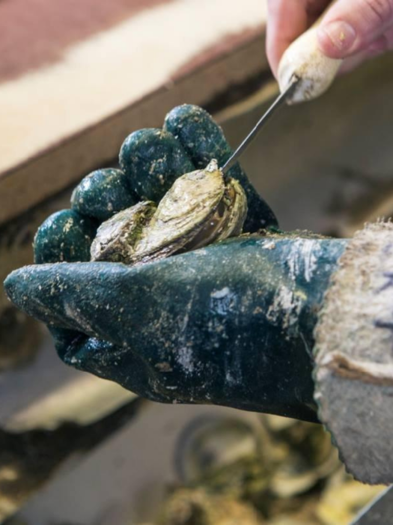 An oyster is expertly shucked by hand at Gene's Oyster Bar in Panama City, Florida, showcasing the traditional preparation methods still in use today.