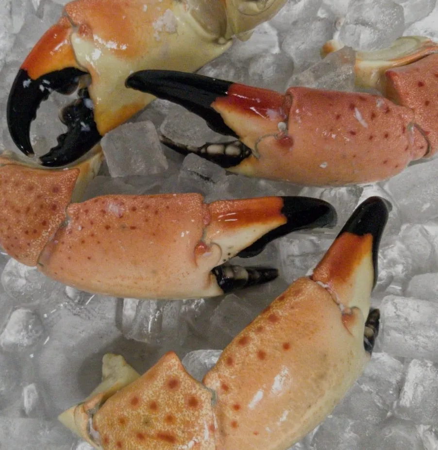 Savoring St. Andrews Bay: The Delights of Floridian Stone Crabs 2 1000004999