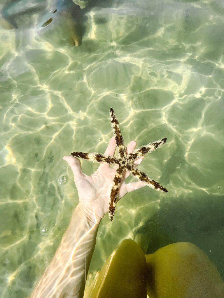 A close-up of a hand holding a sea star during a Flippin' Awesome Adventures eco-tour, offering an interactive way to experience Florida eco-adventures and support sustainable travel in Panama City.