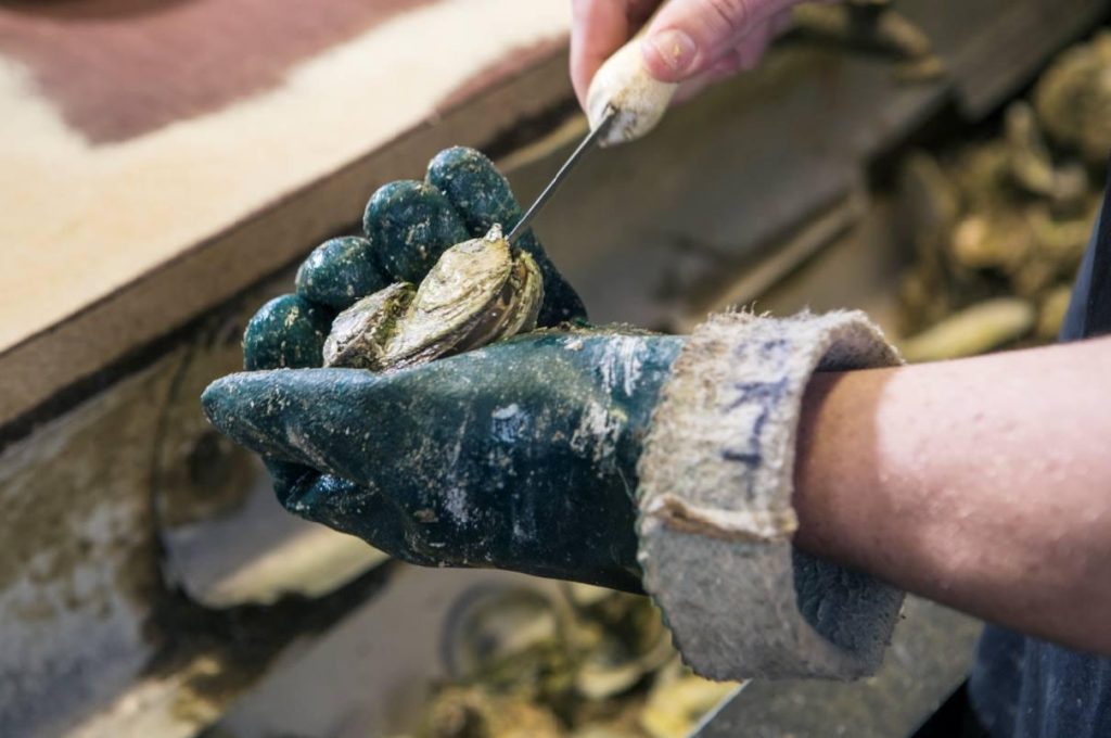Panama City - Home to World Champions, Historic Marvels, and Rare Natural Wonders in Florida 2 Close-up of hands shucking an oyster, with one hand holding the shell and the other using an oyster knife—highlighting Panama City’s connection to oyster culture and one of the unique natural wonders in Florida.