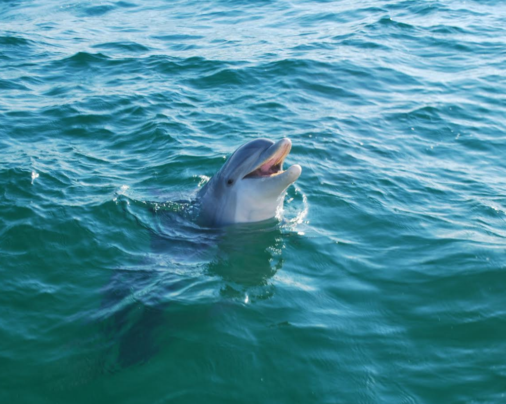 Outdoor & Water Activities in Panama City, Florida 3 Close-up of a dolphin mid-swim, captured during eco-friendly water activities in Panama City, Florida