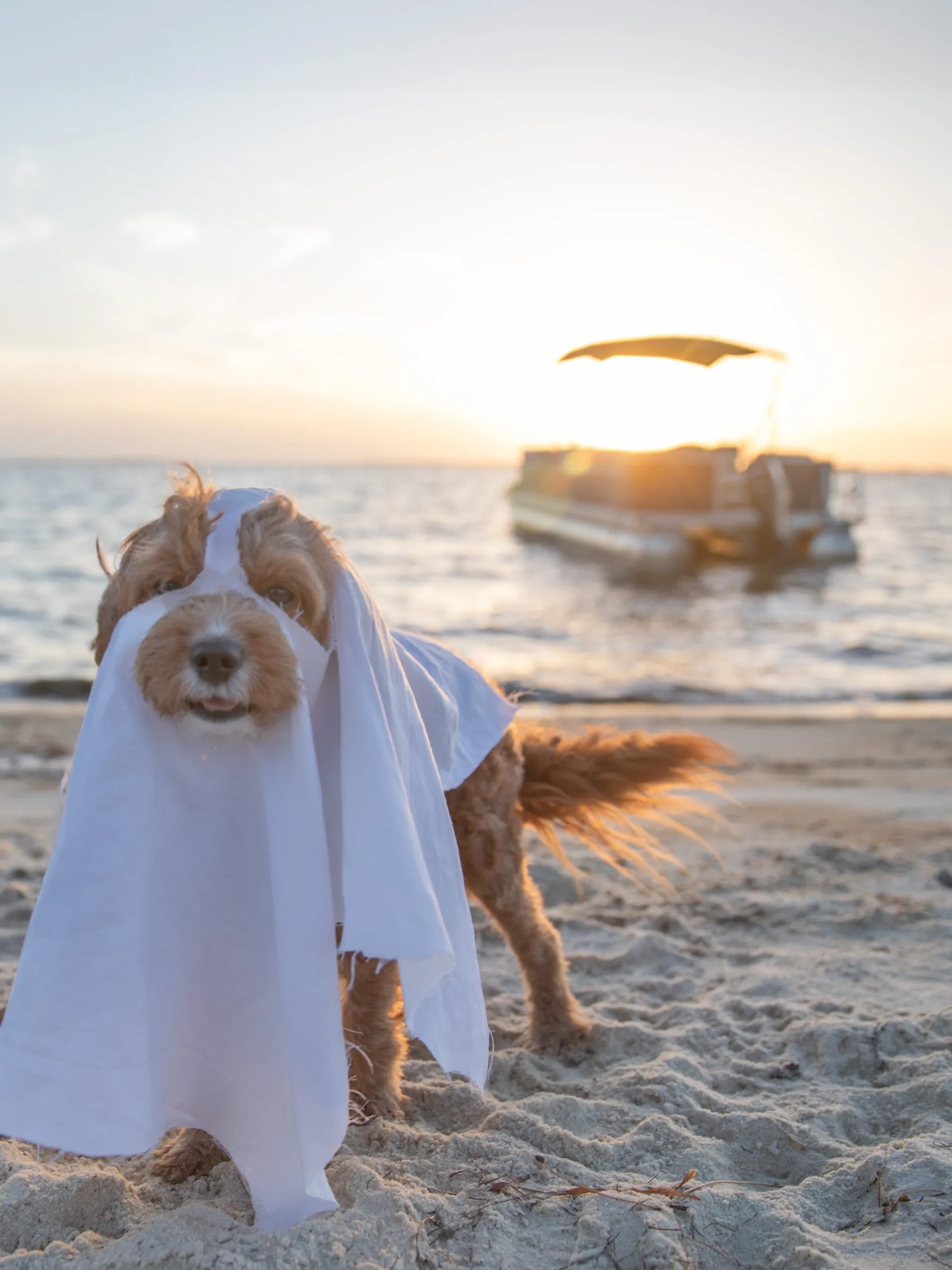 The Ultimate Guide for the Best Halloween in Panama City 6 ghost dog 6 edited scaled