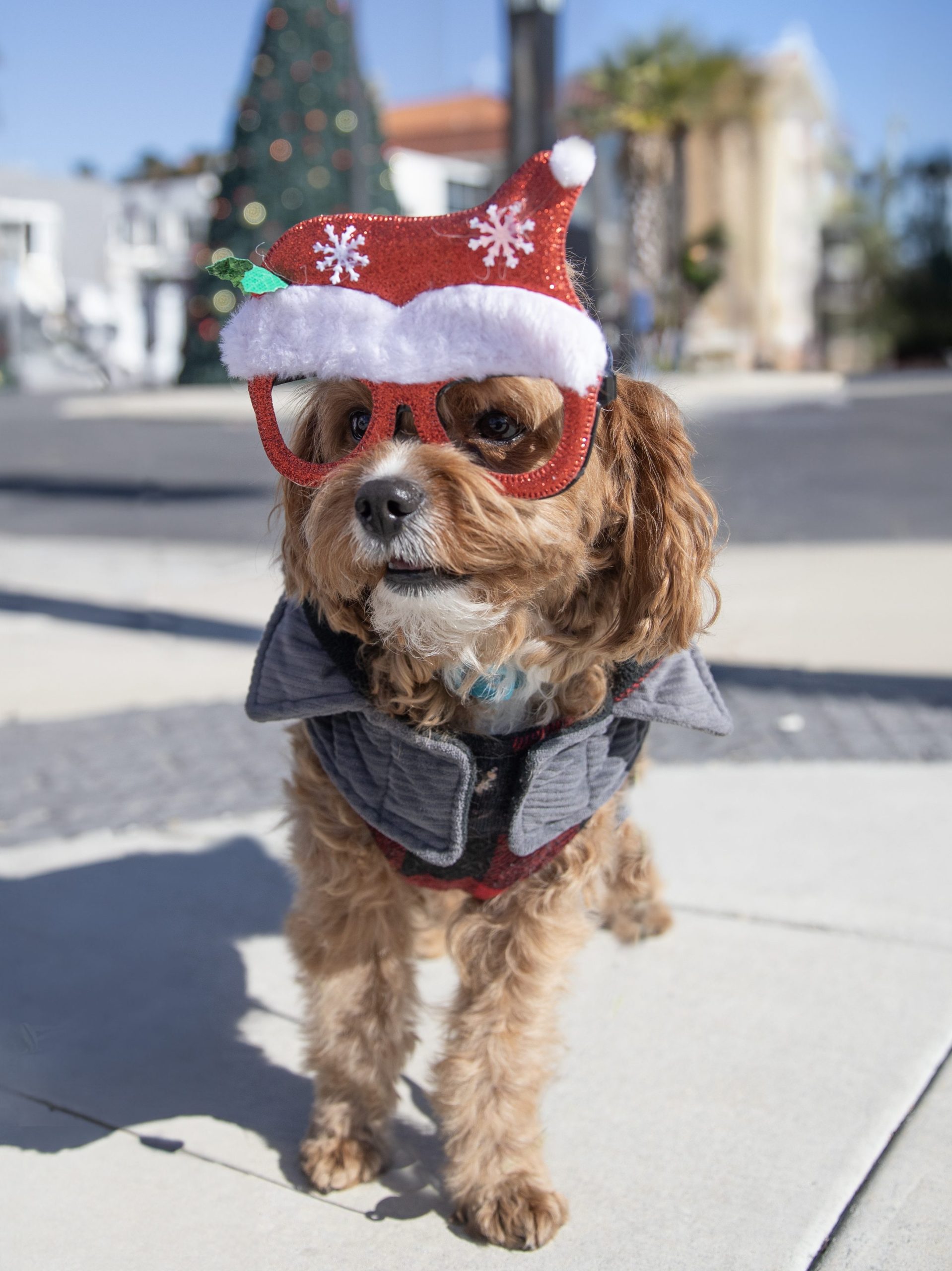The Top Bucket List Ideas to Experience the Holidays in Panama City 4 santa paws 2 edited scaled