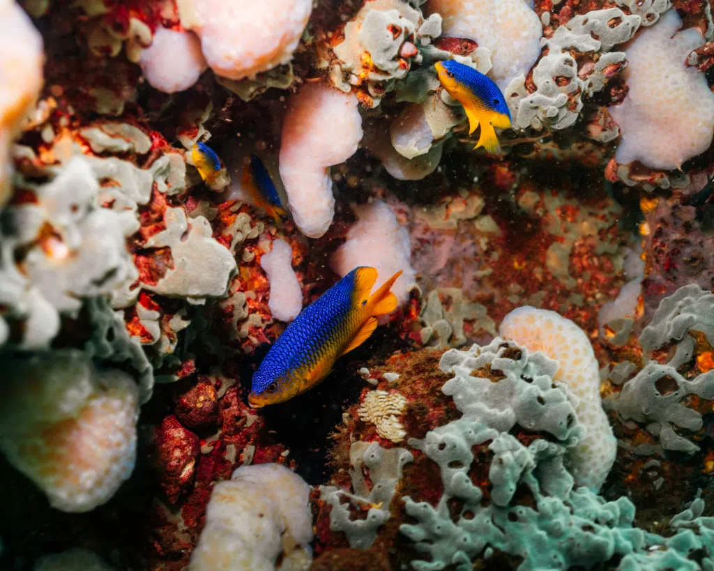 Snorkeling in Panama City Florida 19