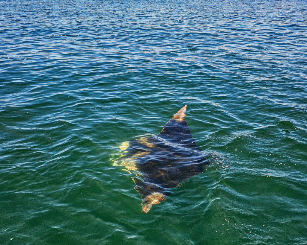 3 Breathtaking Spots for Snorkeling in Panama City, Florida: Where to Go and What to Know 14 Stingray gliding just below the surface in clear bay waters, a unique sight while snorkeling in Panama City, Florida.