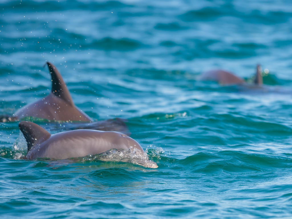 Top Spring Break Outdoor Adventures in Panama City, Florida 12 Spring break outdoor adventures in Panama City featuring dolphins swimming through the waters of St. Andrews Bay.