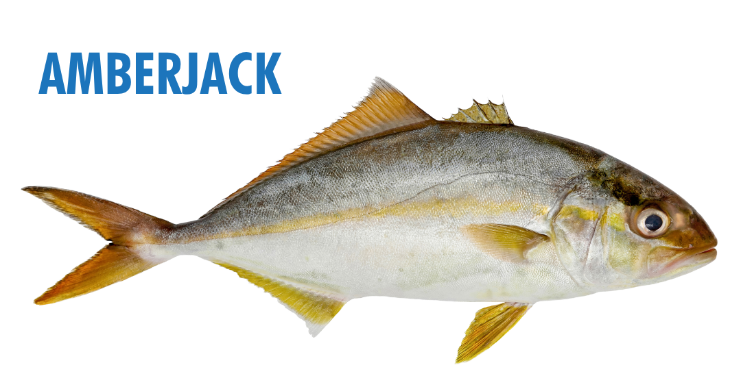 Fishing Seasons in Panama City, Florida: Your Complete Guide to Year-Round Action on the Gulf 20 fishing seasons in panama city, florida - amberjack