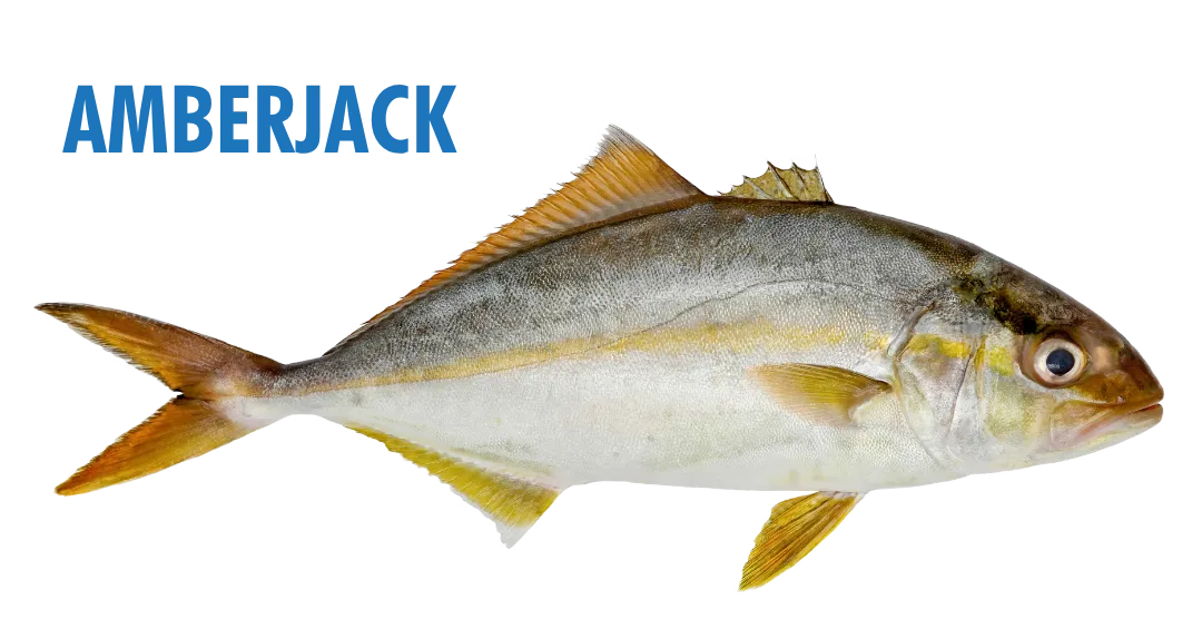 Fishing Seasons in Panama City, Florida: Your Complete Guide to Year-Round Action on the Gulf 20 fishing seasons in panama city, florida - amberjack