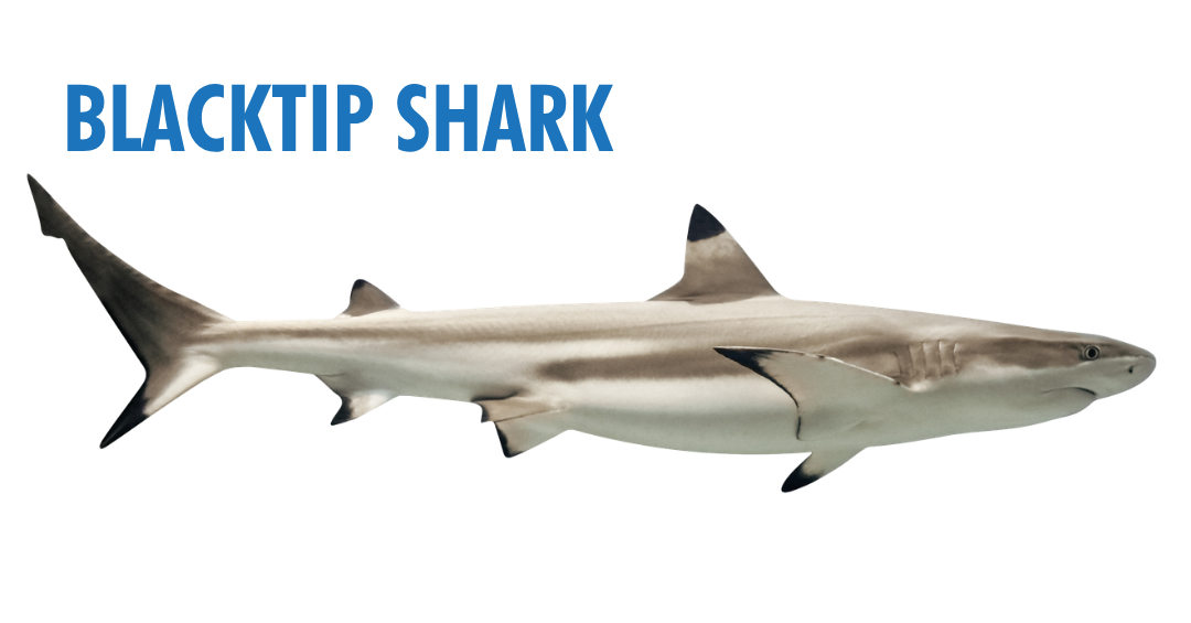Fishing Seasons in Panama City, Florida: Your Complete Guide to Year-Round Action on the Gulf 19 fishing seasons in panama city, florida - blacktip shark
