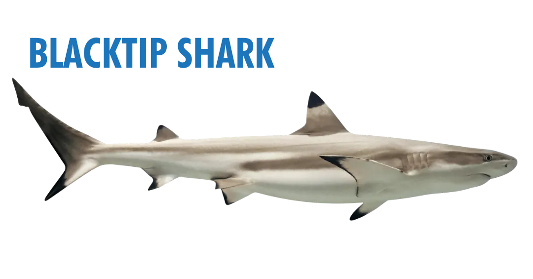 Fishing Seasons in Panama City, Florida: Your Complete Guide to Year-Round Action on the Gulf 19 fishing seasons in panama city, florida - blacktip shark