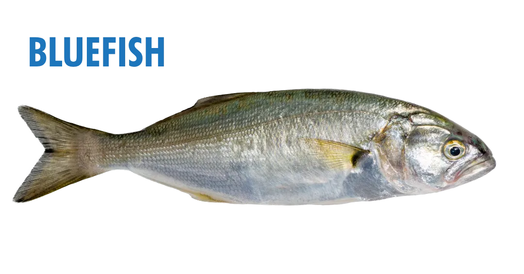 Fishing Seasons in Panama City, Florida: Your Complete Guide to Year-Round Action on the Gulf 18 fishing seasons in panama city, florida - bluefish