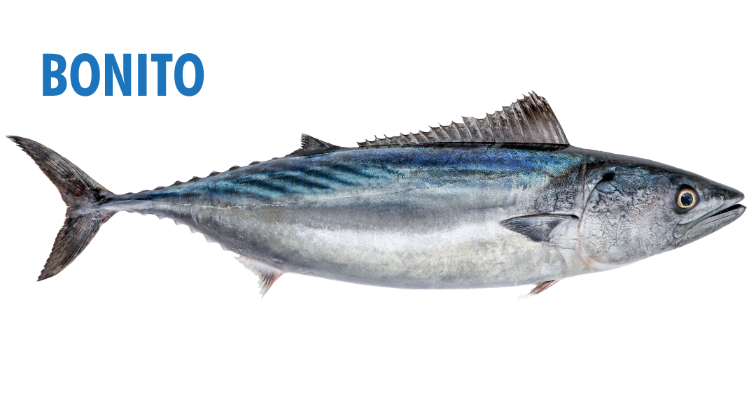 Fishing Seasons in Panama City, Florida: Your Complete Guide to Year-Round Action on the Gulf 17 fishing seasons in panama city, florida - bonita