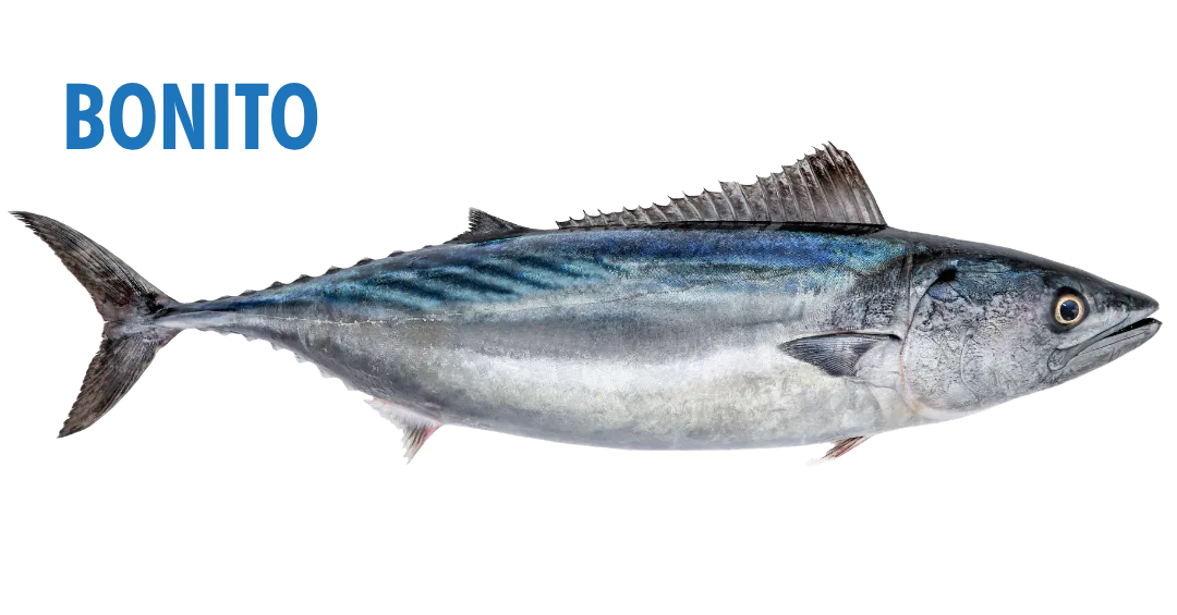 Fishing Seasons in Panama City, Florida: Your Complete Guide to Year-Round Action on the Gulf 17 fishing seasons in panama city, florida - bonita