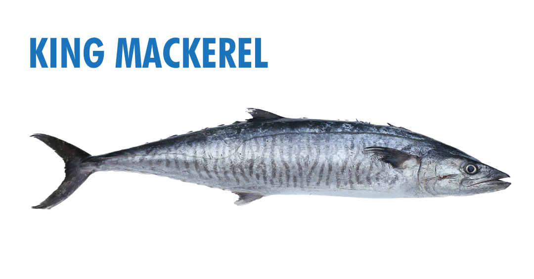 Fishing Seasons in Panama City, Florida: Your Complete Guide to Year-Round Action on the Gulf 13 fishing seasons in panama city, florida - king mackerel