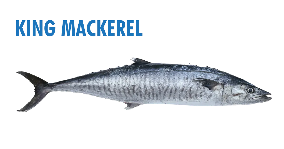 Fishing Seasons in Panama City, Florida: Your Complete Guide to Year-Round Action on the Gulf 13 fishing seasons in panama city, florida - king mackerel