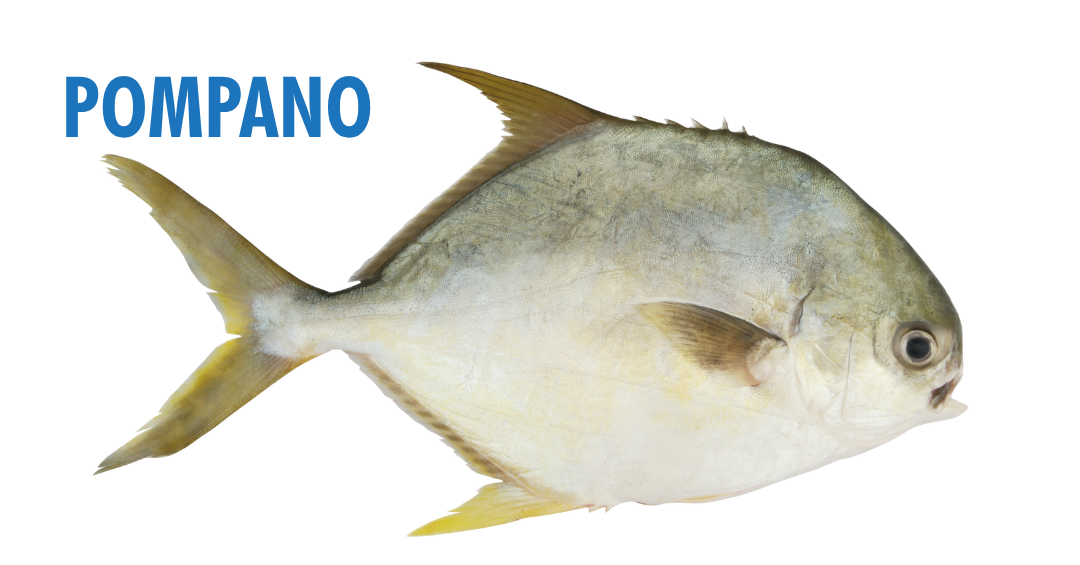 Fishing Seasons in Panama City, Florida: Your Complete Guide to Year-Round Action on the Gulf 12 fishing seasons in panama city, florida - pompano