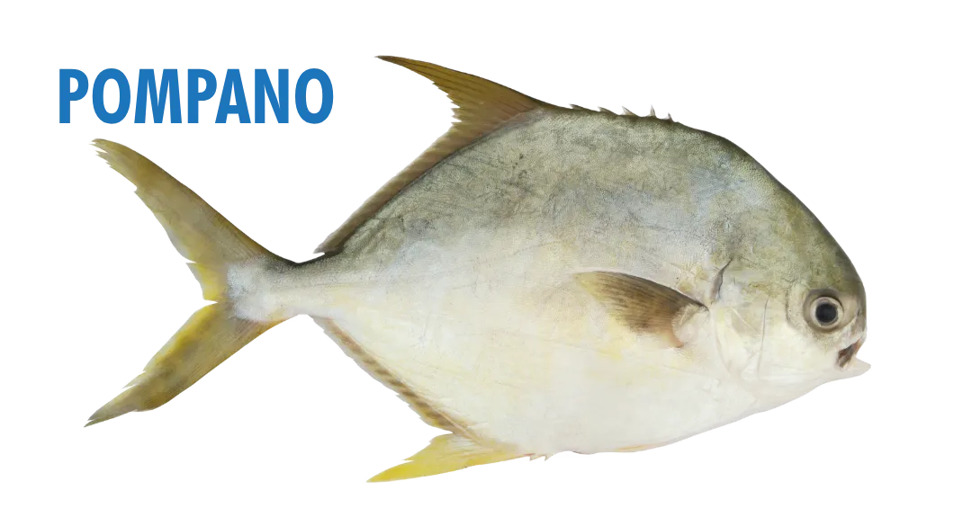 Fishing Seasons in Panama City, Florida: Your Complete Guide to Year-Round Action on the Gulf 12 fishing seasons in panama city, florida - pompano