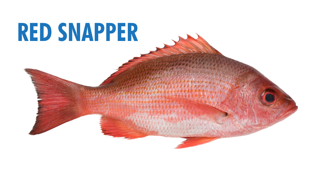 Fishing Seasons in Panama City, Florida: Your Complete Guide to Year-Round Action on the Gulf 5 fishing seasons in panama city, florida - red snapper