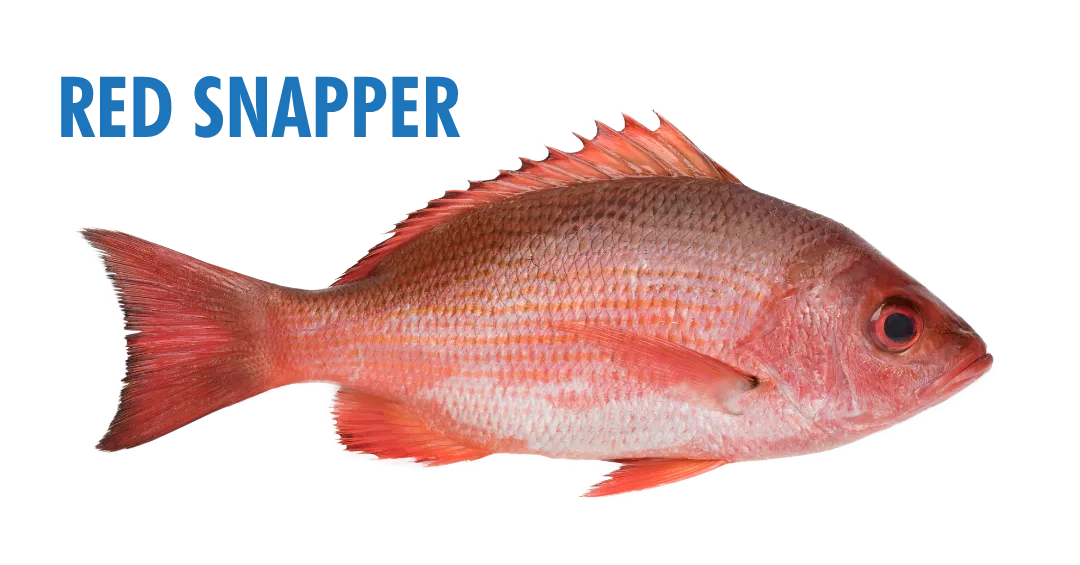 Fishing Seasons in Panama City, Florida: Your Complete Guide to Year-Round Action on the Gulf 5 fishing seasons in panama city, florida - red snapper