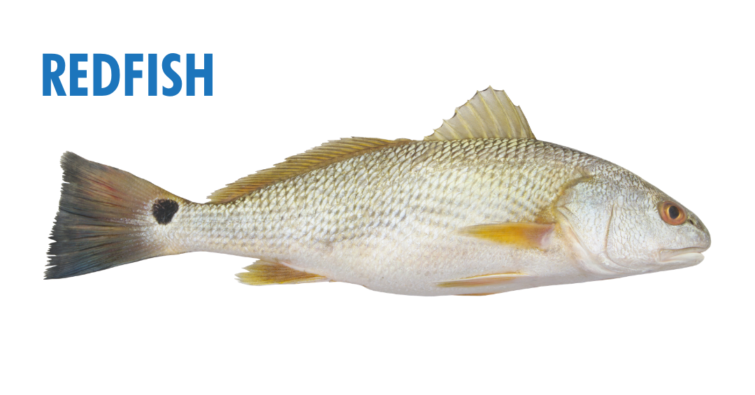 Fishing Seasons in Panama City, Florida: Your Complete Guide to Year-Round Action on the Gulf 11 fishing seasons in panama city, florida - redfish