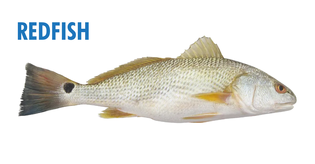 Fishing Seasons in Panama City, Florida: Your Complete Guide to Year-Round Action on the Gulf 11 fishing seasons in panama city, florida - redfish