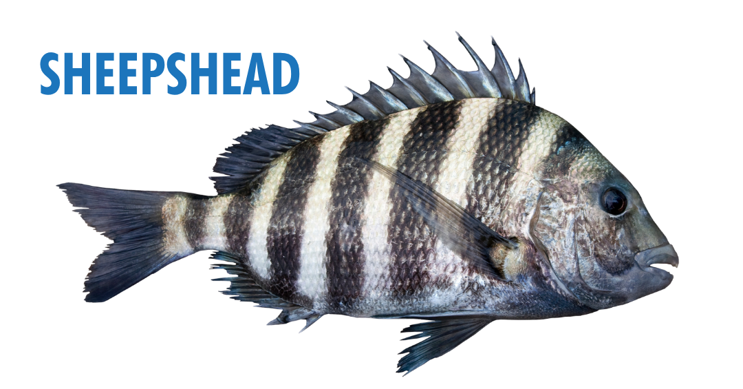 Fishing Seasons in Panama City, Florida: Your Complete Guide to Year-Round Action on the Gulf 10 fishing seasons in panama city, florida - sheepshead
