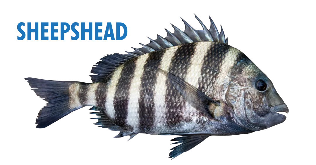 Fishing Seasons in Panama City, Florida: Your Complete Guide to Year-Round Action on the Gulf 10 fishing seasons in panama city, florida - sheepshead