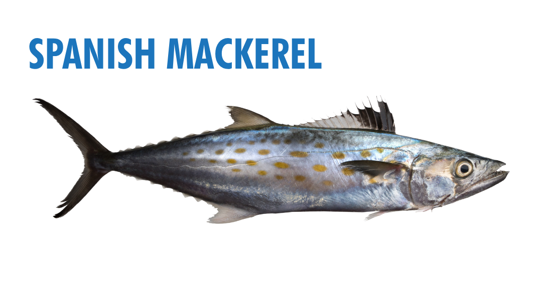 Fishing Seasons in Panama City, Florida: Your Complete Guide to Year-Round Action on the Gulf 9 fishing seasons in panama city, florida - spanish mackerel