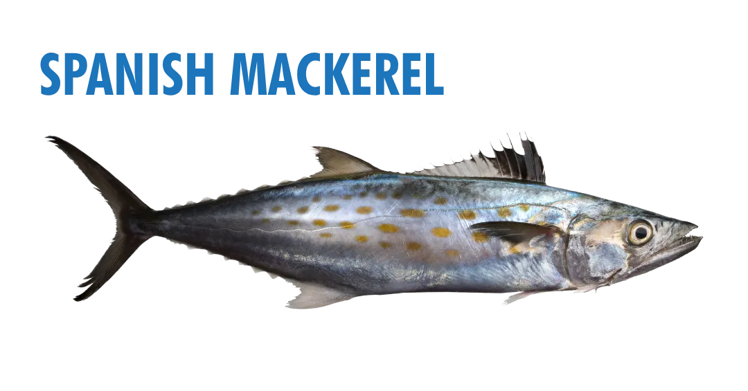 Fishing Seasons in Panama City, Florida: Your Complete Guide to Year-Round Action on the Gulf 9 fishing seasons in panama city, florida - spanish mackerel
