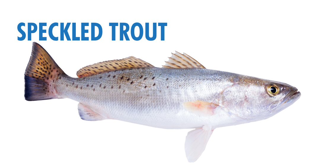 Fishing Seasons in Panama City, Florida: Your Complete Guide to Year-Round Action on the Gulf 8 fishing seasons in panama city, florida - speckled trout
