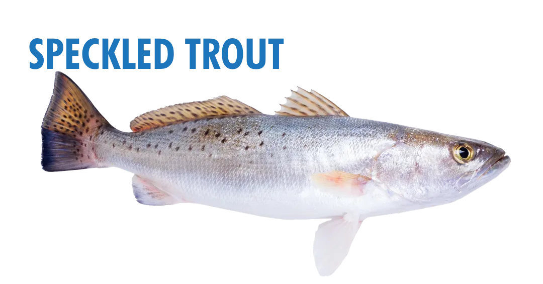 Fishing Seasons in Panama City, Florida: Your Complete Guide to Year-Round Action on the Gulf 8 fishing seasons in panama city, florida - speckled trout