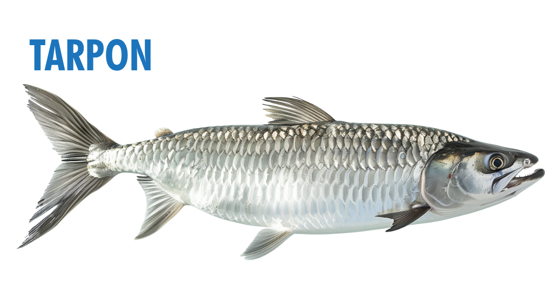 Fishing Seasons in Panama City, Florida: Your Complete Guide to Year-Round Action on the Gulf 7 fishing seasons in panama city, florida - tarpon