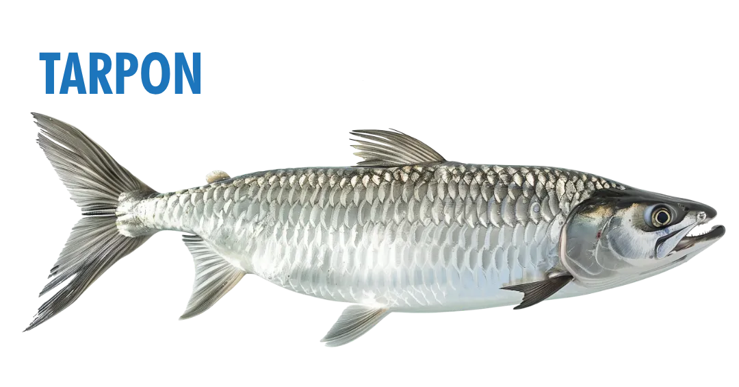 Fishing Seasons in Panama City, Florida: Your Complete Guide to Year-Round Action on the Gulf 7 fishing seasons in panama city, florida - tarpon