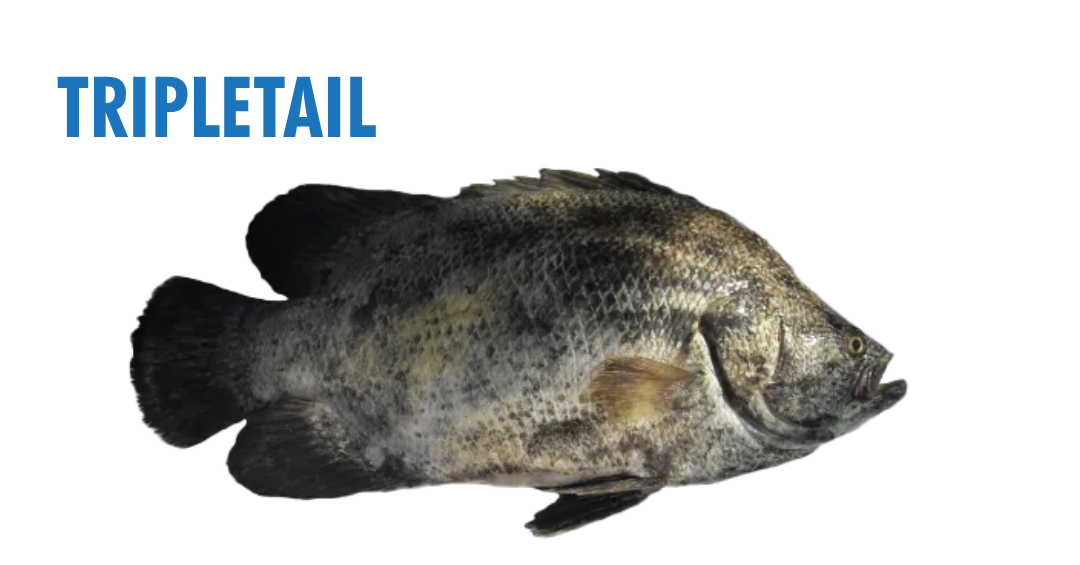 Fishing Seasons in Panama City, Florida: Your Complete Guide to Year-Round Action on the Gulf 6 fishing seasons in panama city, florida - tripletail