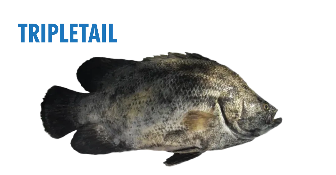 Fishing Seasons in Panama City, Florida: Your Complete Guide to Year-Round Action on the Gulf 6 fishing seasons in panama city, florida - tripletail
