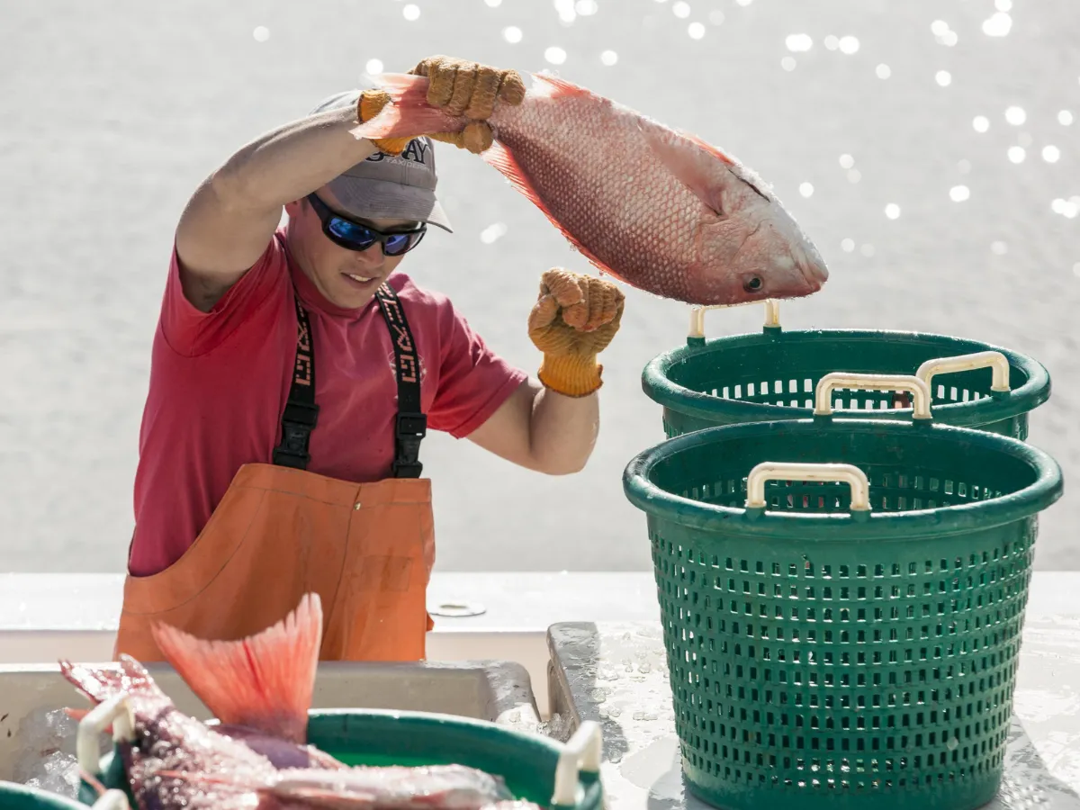 Hook and Cook in Panama City, FL: Where to Bring Your Fresh Catch for Dinner 11 Fisherman sorting fresh red snapper on a boat, the first step in the hook and cook experience in Panama City FL