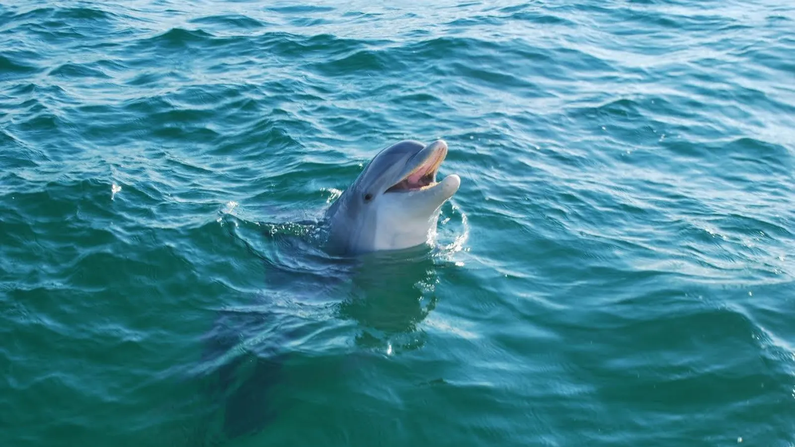 Dolphin swimming in St. Andrews Bay during a family-friendly itinerary in Panama City, Florida